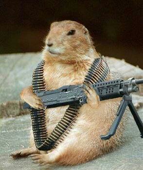 rambo_prairie_dog_xlarge.jpeg