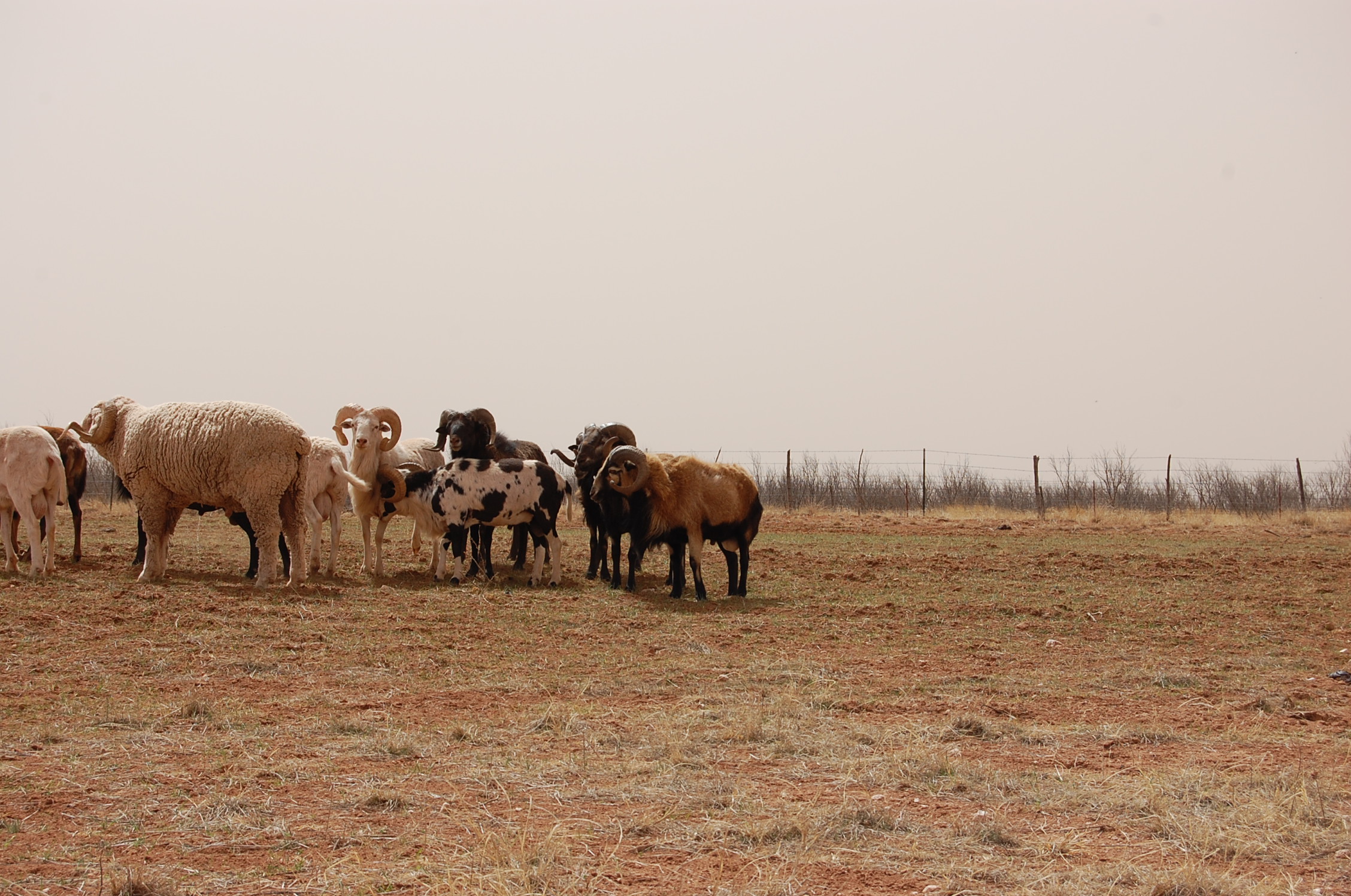 ranch goat sheep 023.JPG