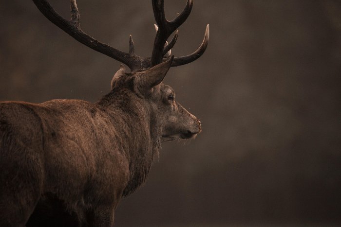 Red-Deer-Stag.jpg