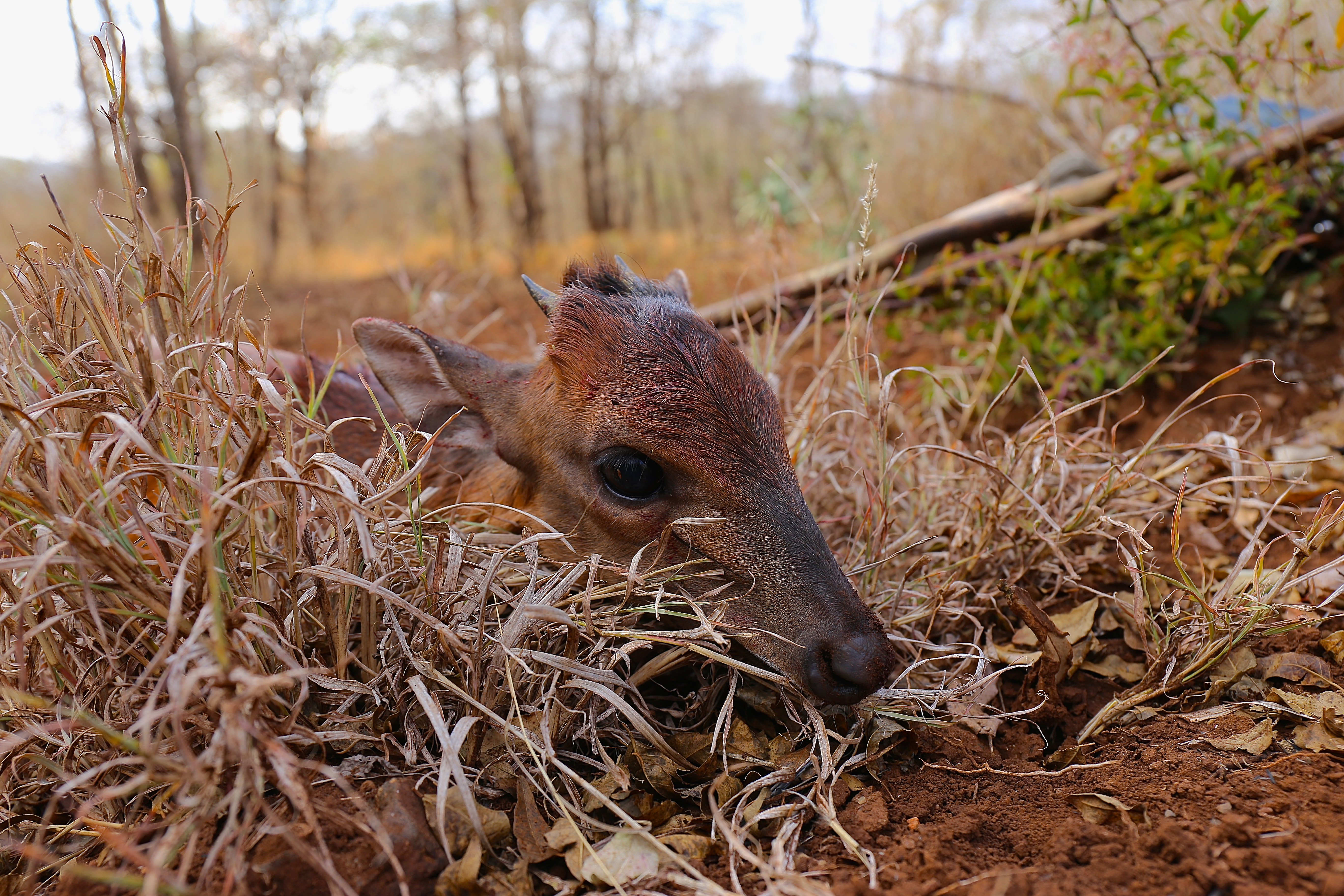 RED DUIKER.jpg