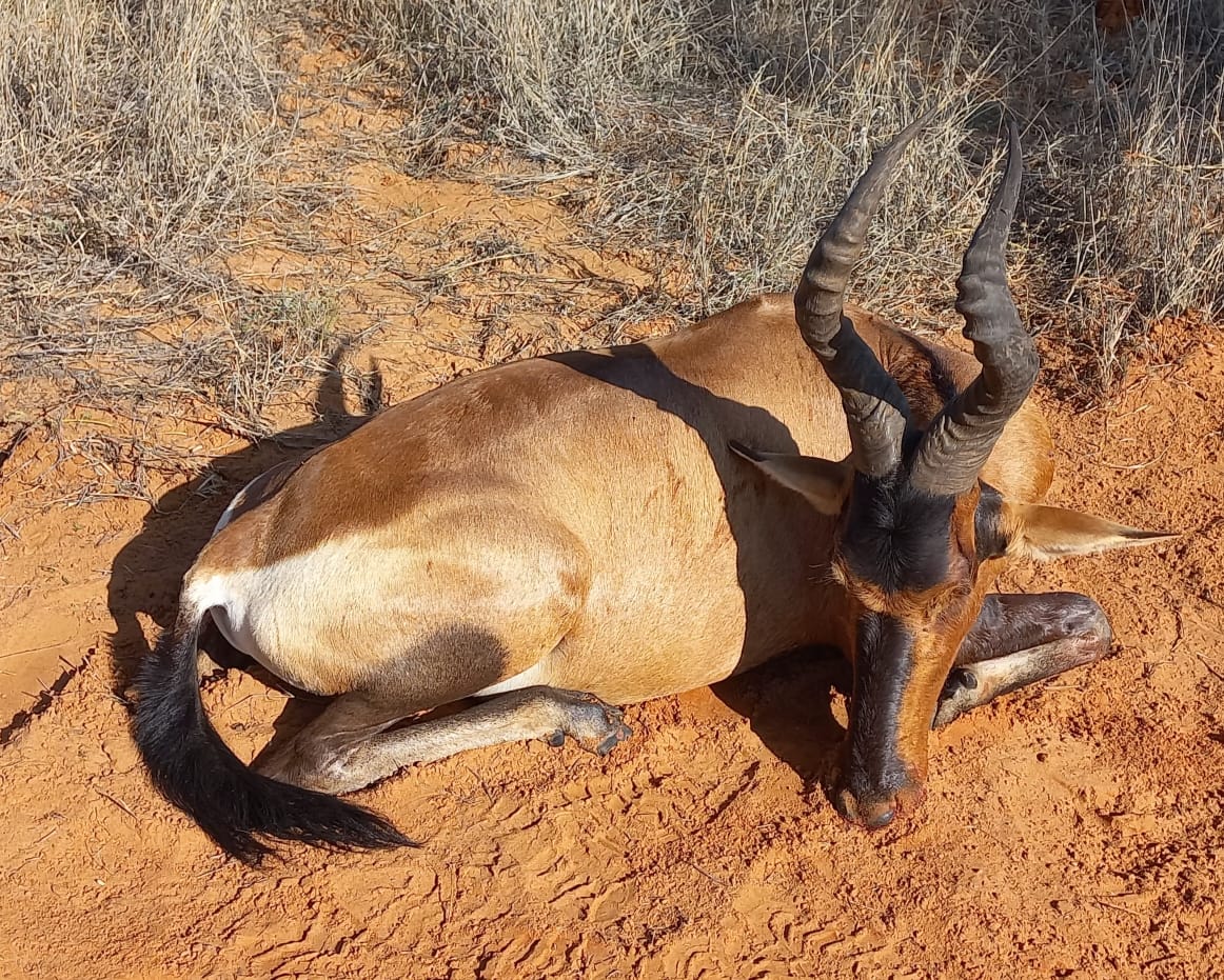 Red Hartebeest 1.JPG