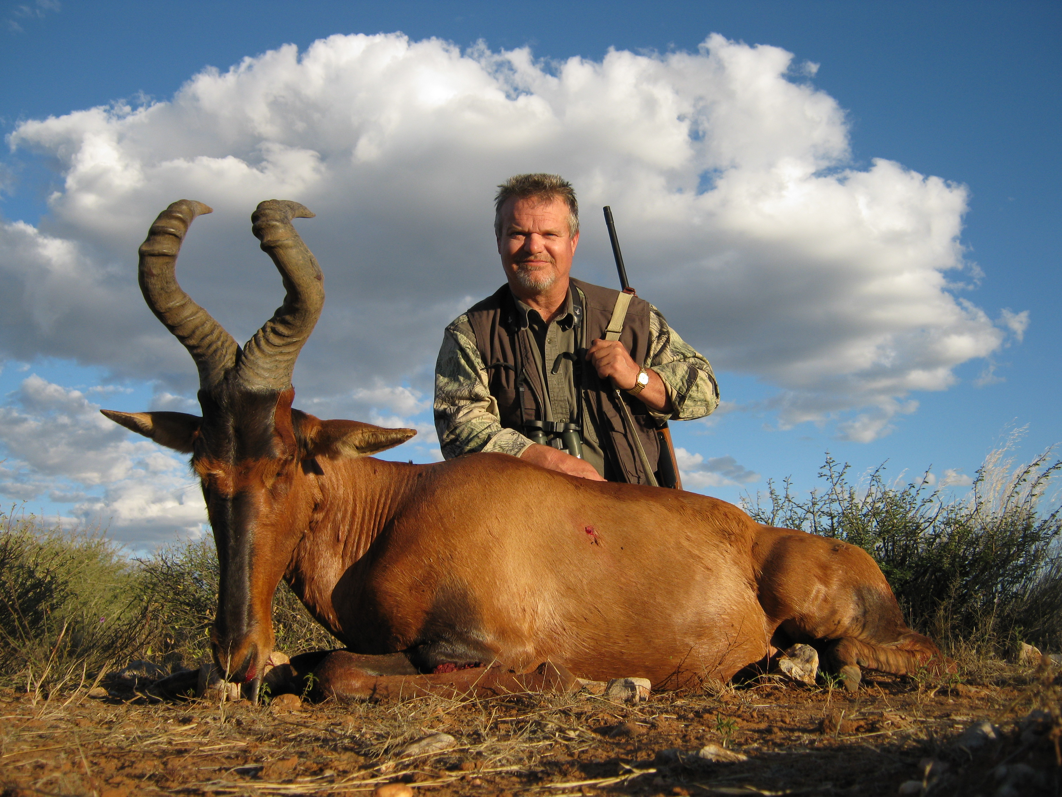 Red Hartebeest - 2.jpg