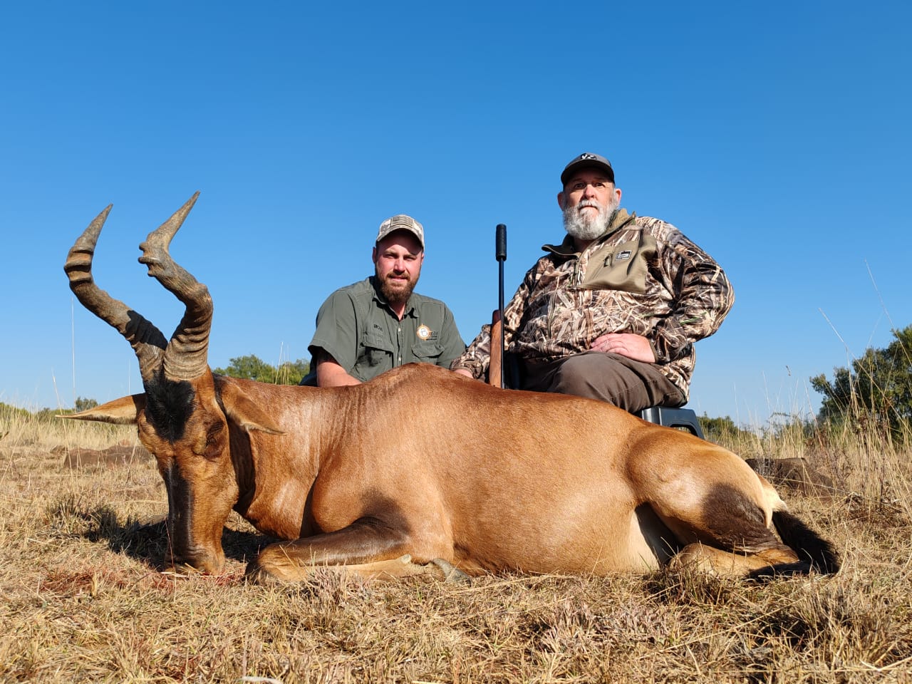 Red Hartebeest.jpg