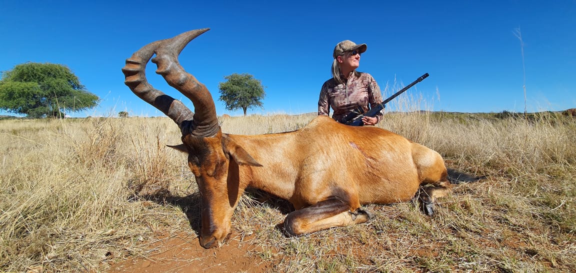 Red Hartebeest2.jpg