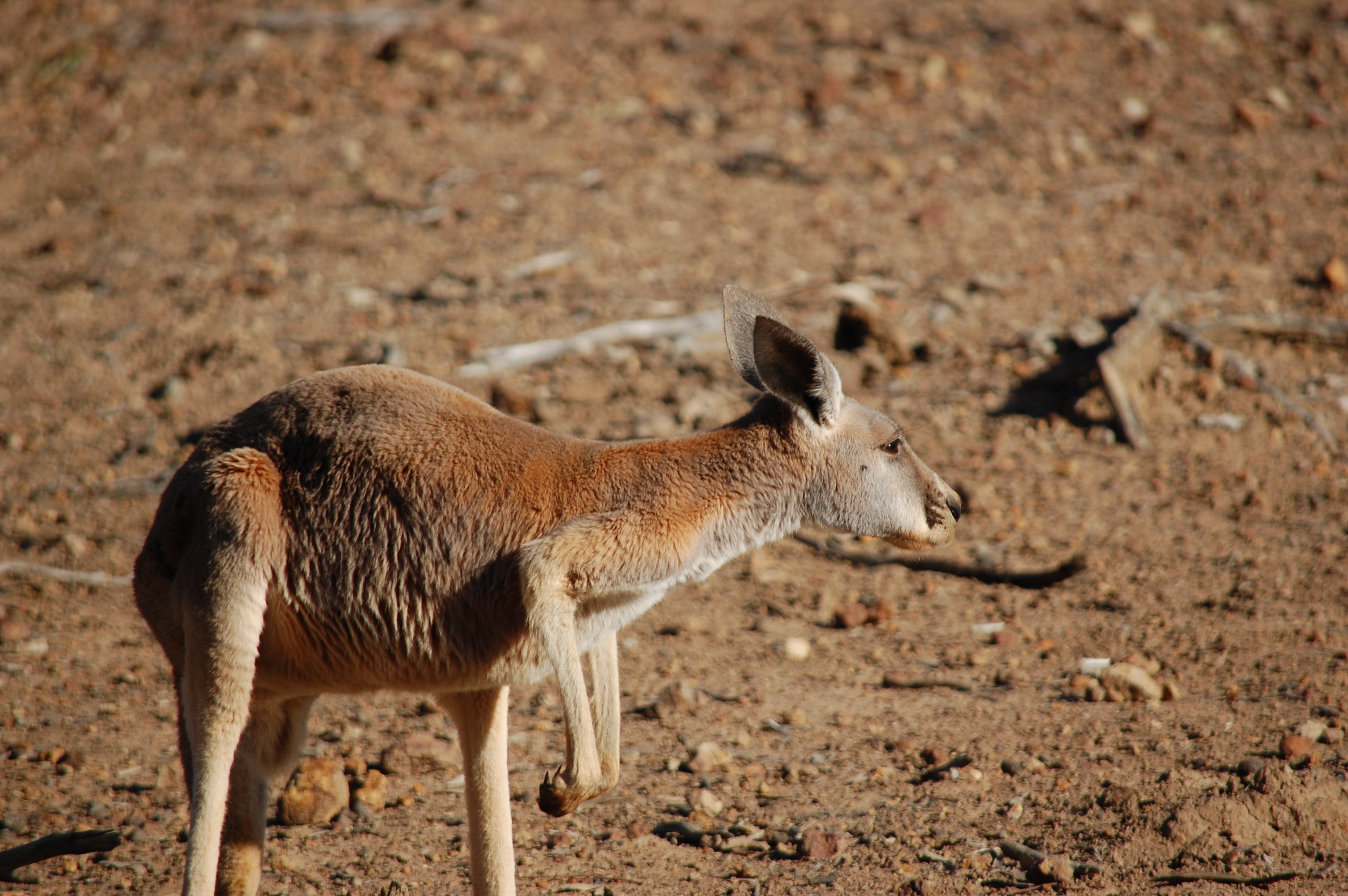 Red Kangaroo, Western QLD.JPG