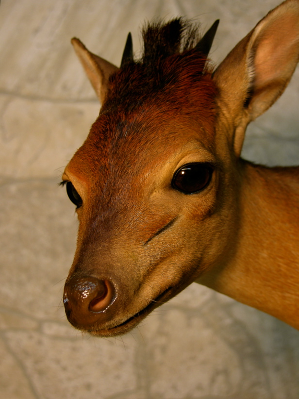 Red_Duiker_1_zps5eeigwpx.jpg