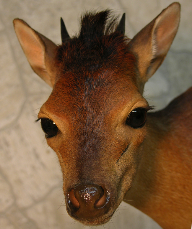 Red_Duiker_2_zps7v7sr2mz.jpg