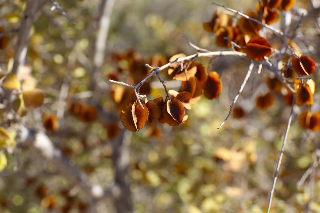 RedBushwillowSeeds_zpsf861077e.jpg