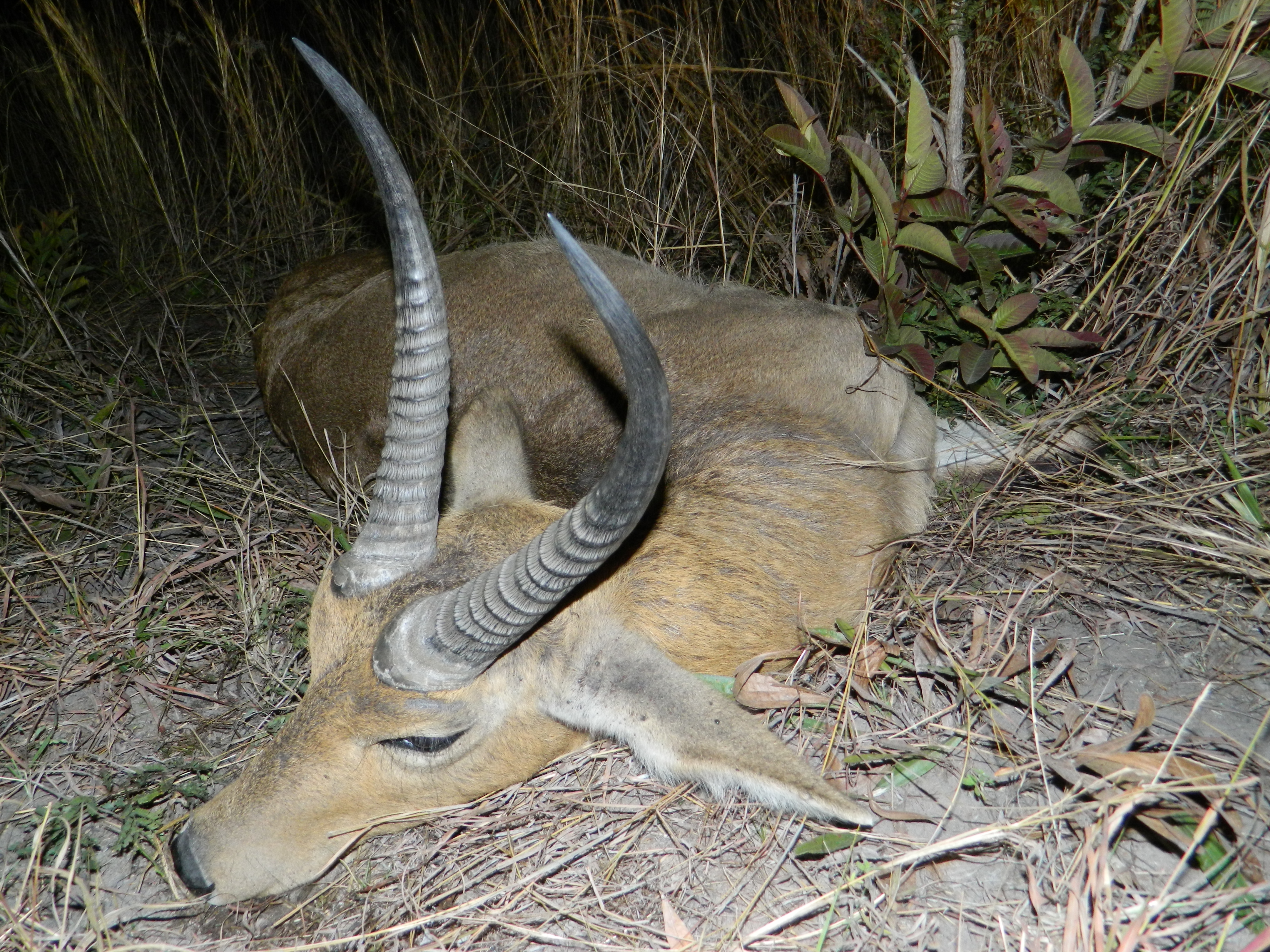 REEDBUCK COMUNE.JPG