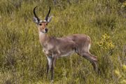 Reedbuck.jpg