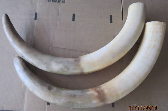 Replica Tusks (Side B).jpg