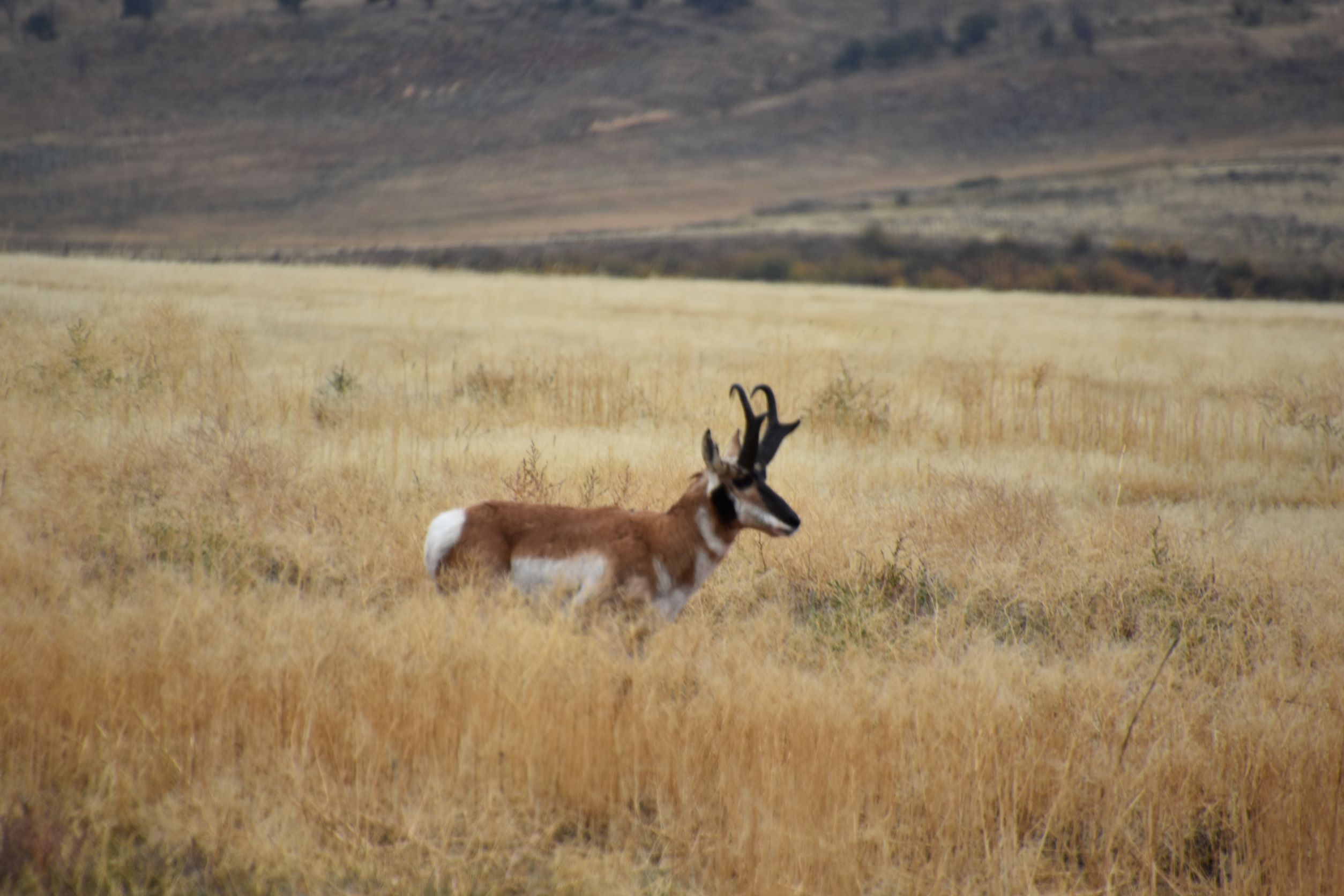 resize antelope 01.JPG