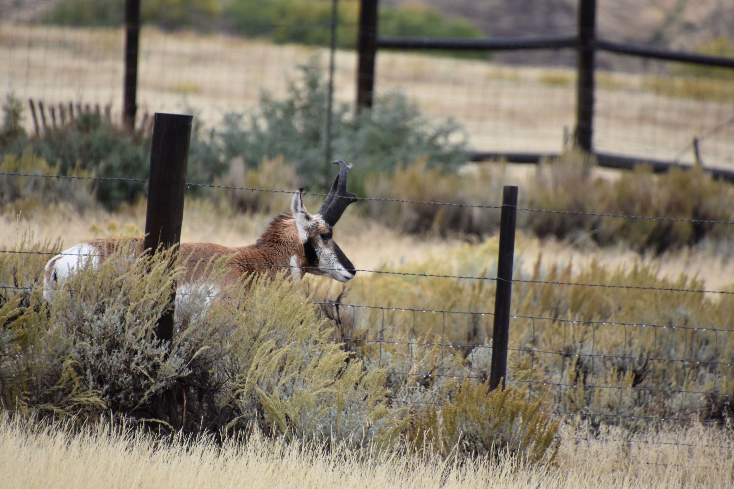 resize antelope 03.JPG