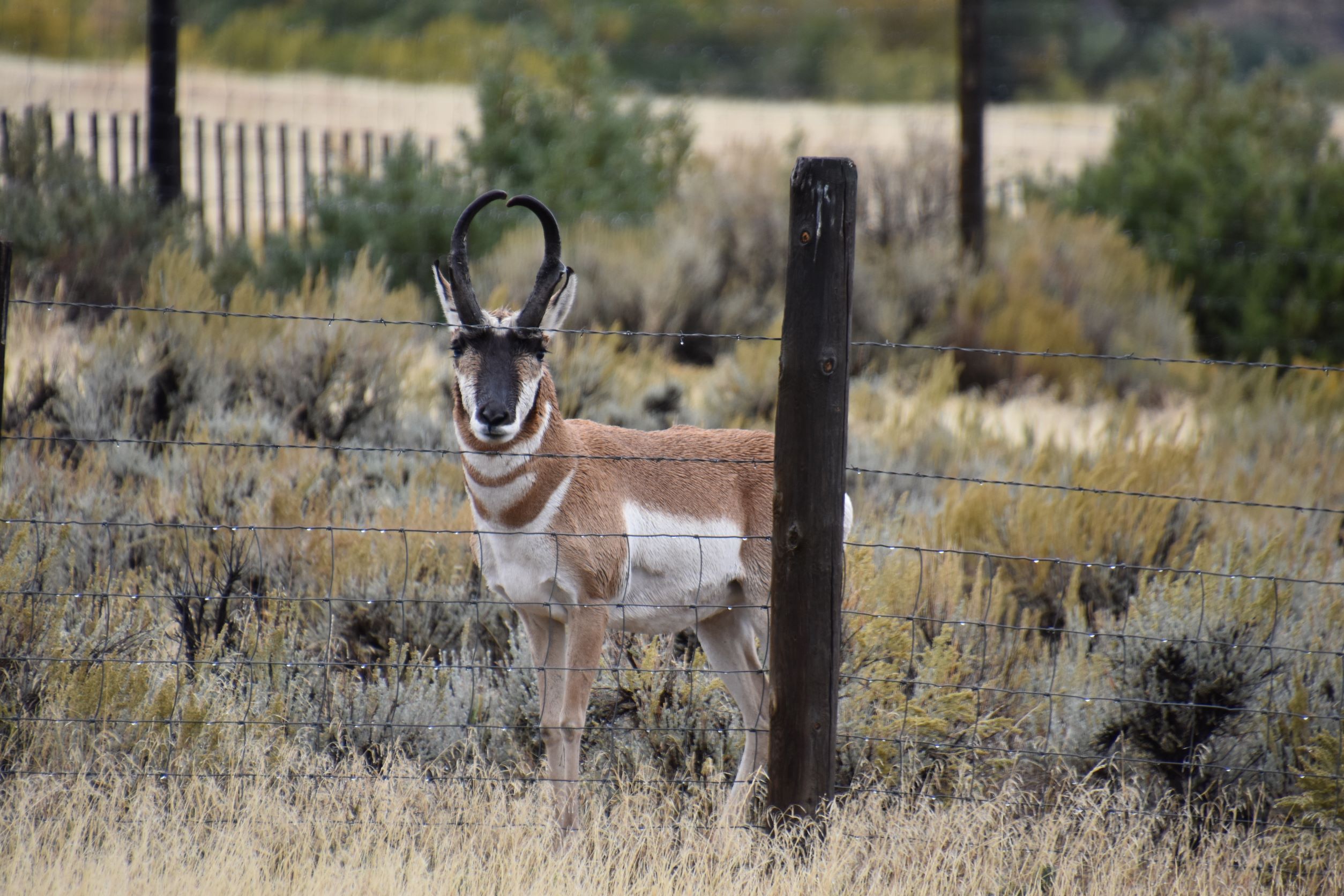 resize antelope 04.JPG