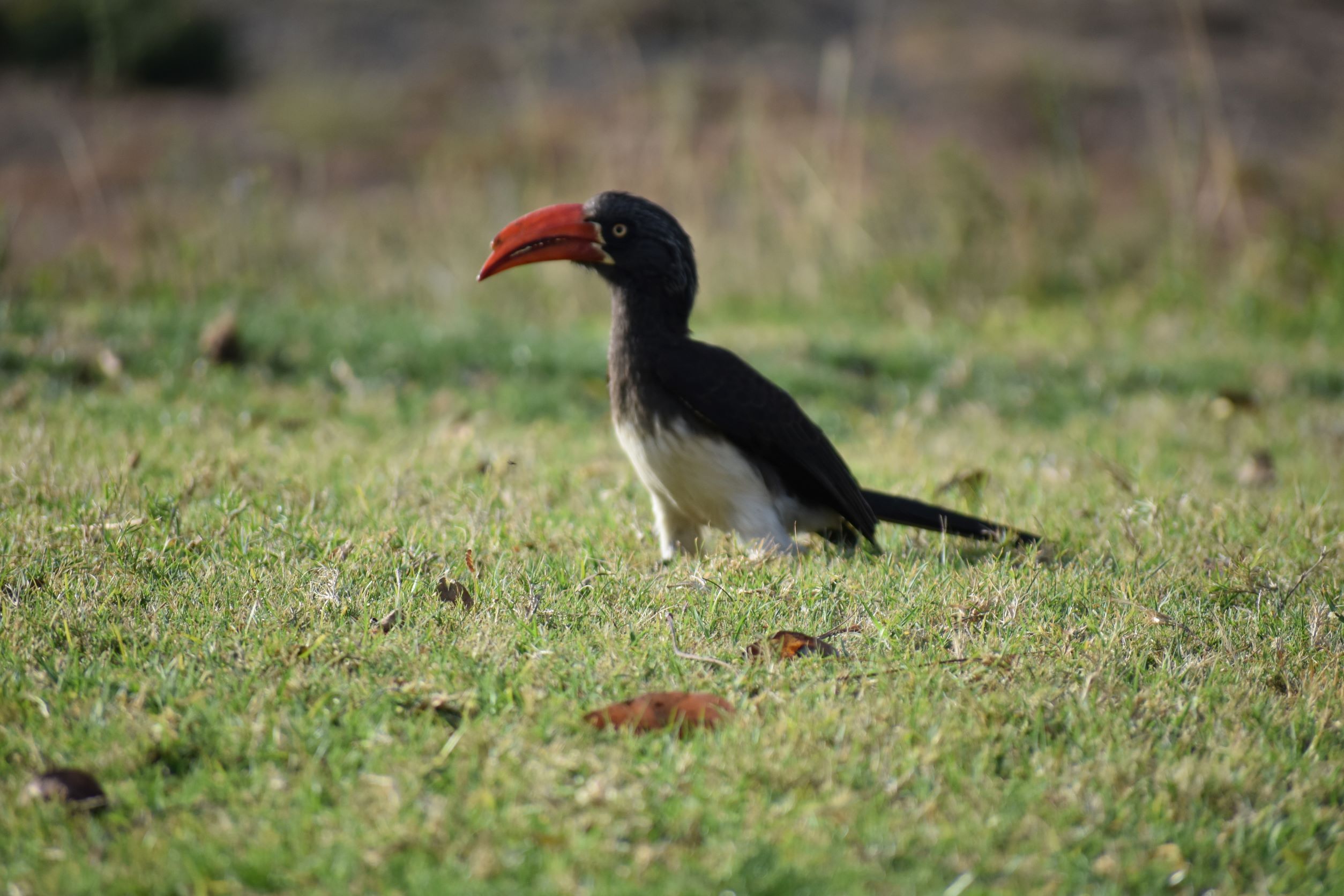 resize hornbill.JPG