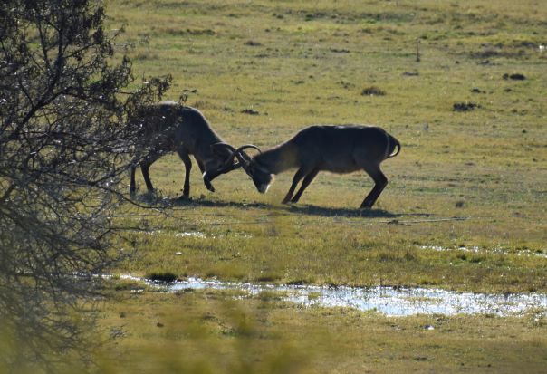 resize waterbuck fight.JPG