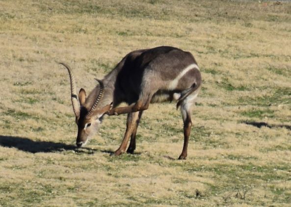 resize waterbuck itch.JPG