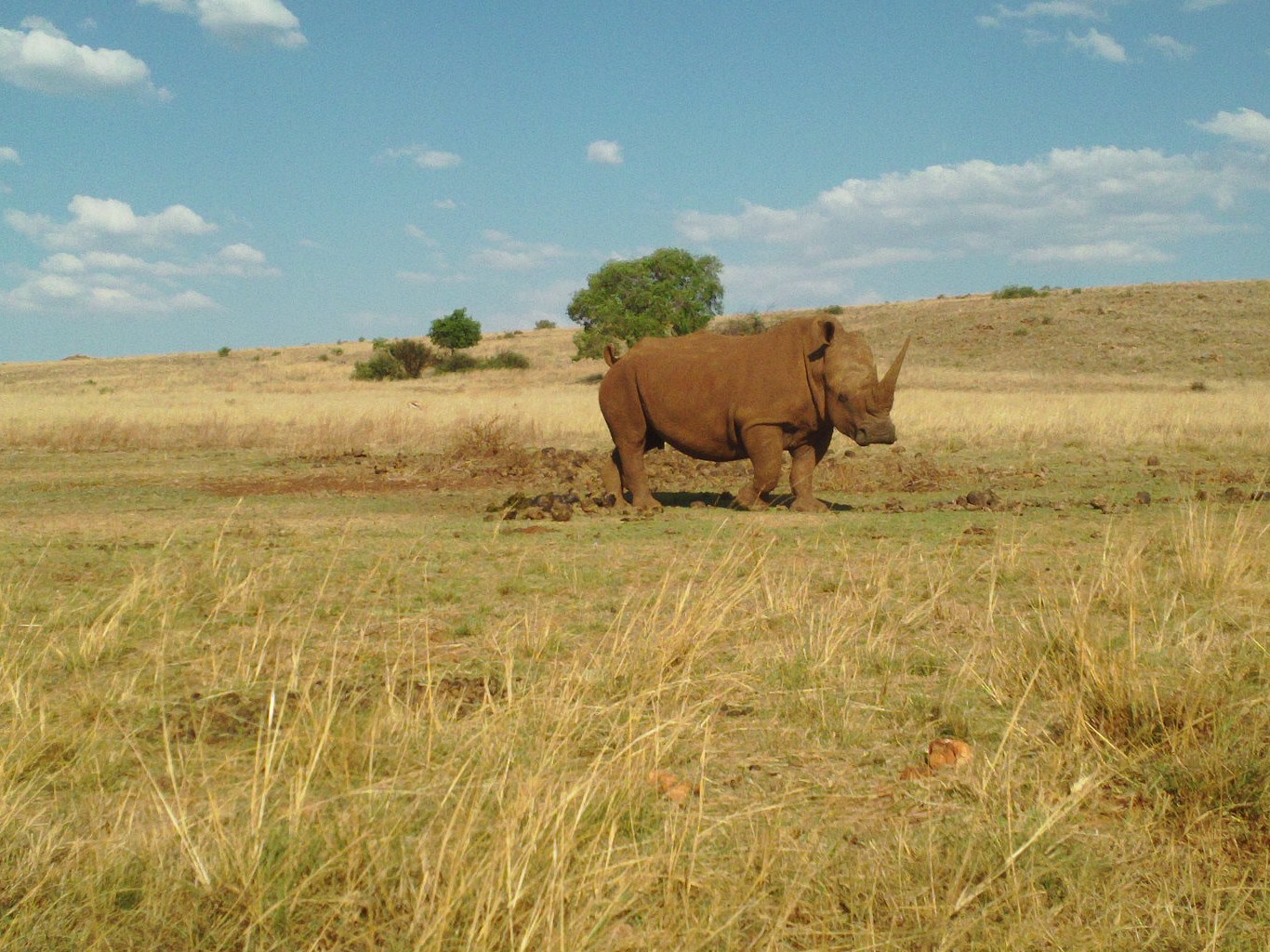 Rhino at the lion & Rino park SA 2016.JPG