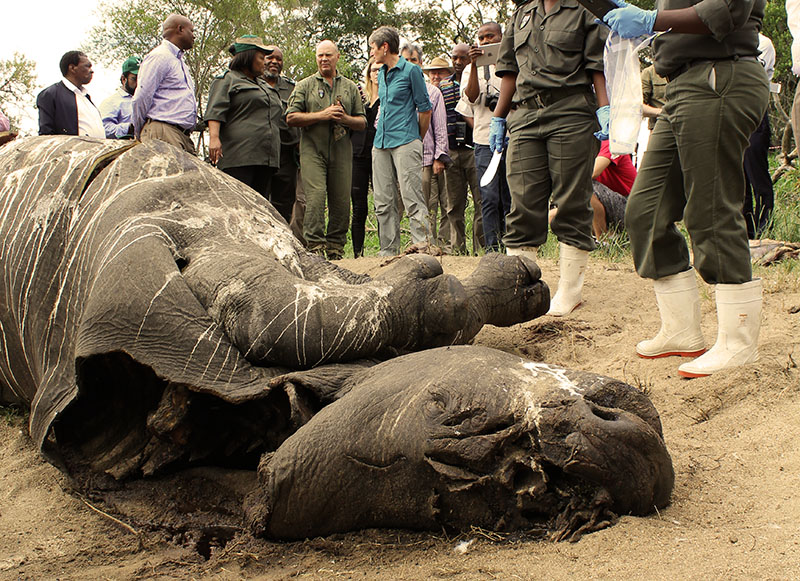 rhino-poaching.jpg