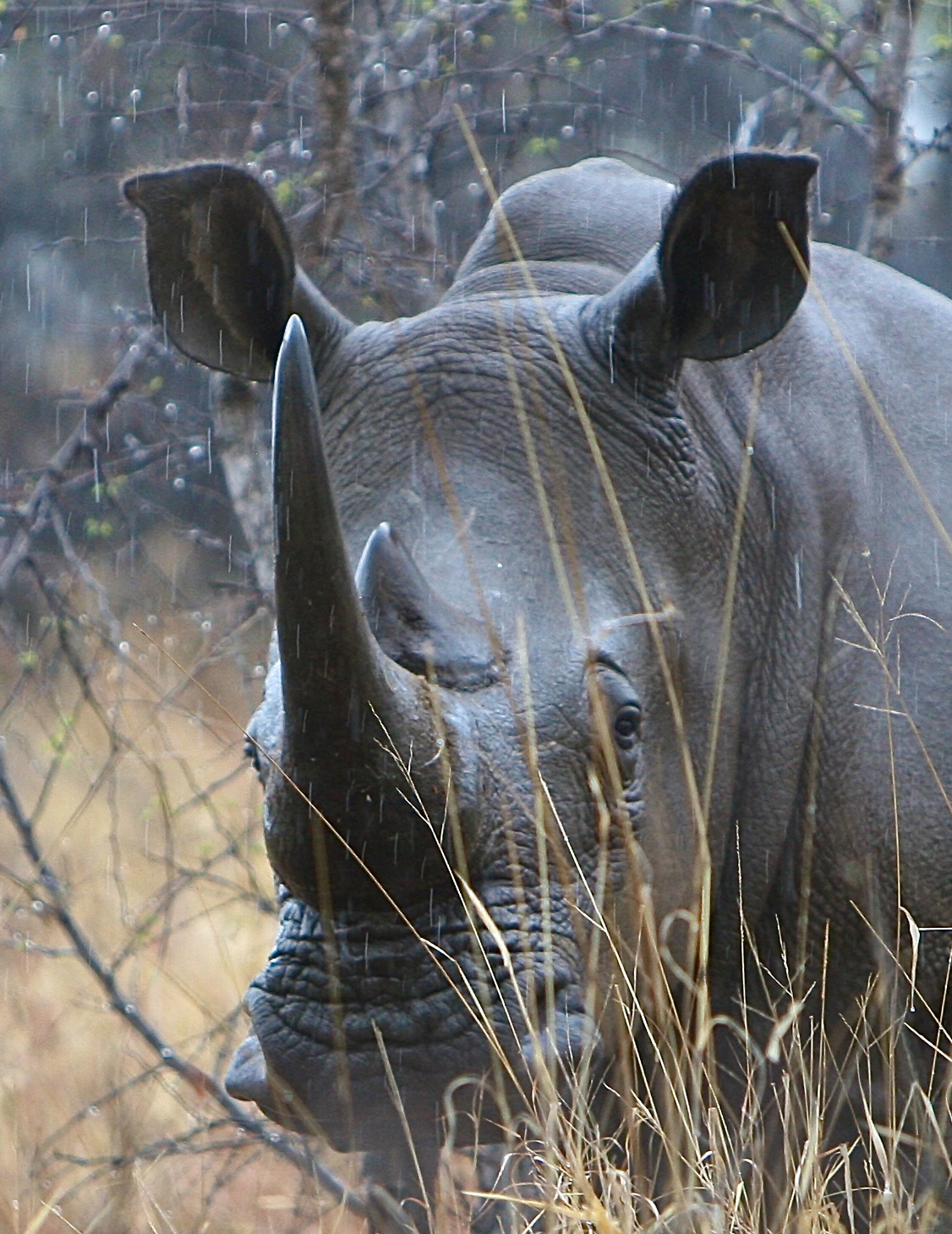 RHINO RAIN.jpg