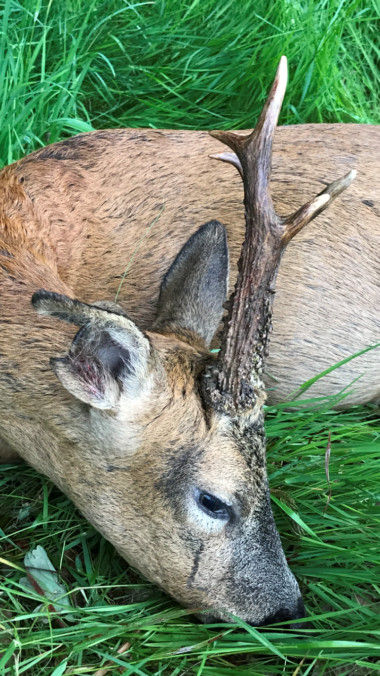 Roe Buck 4.png