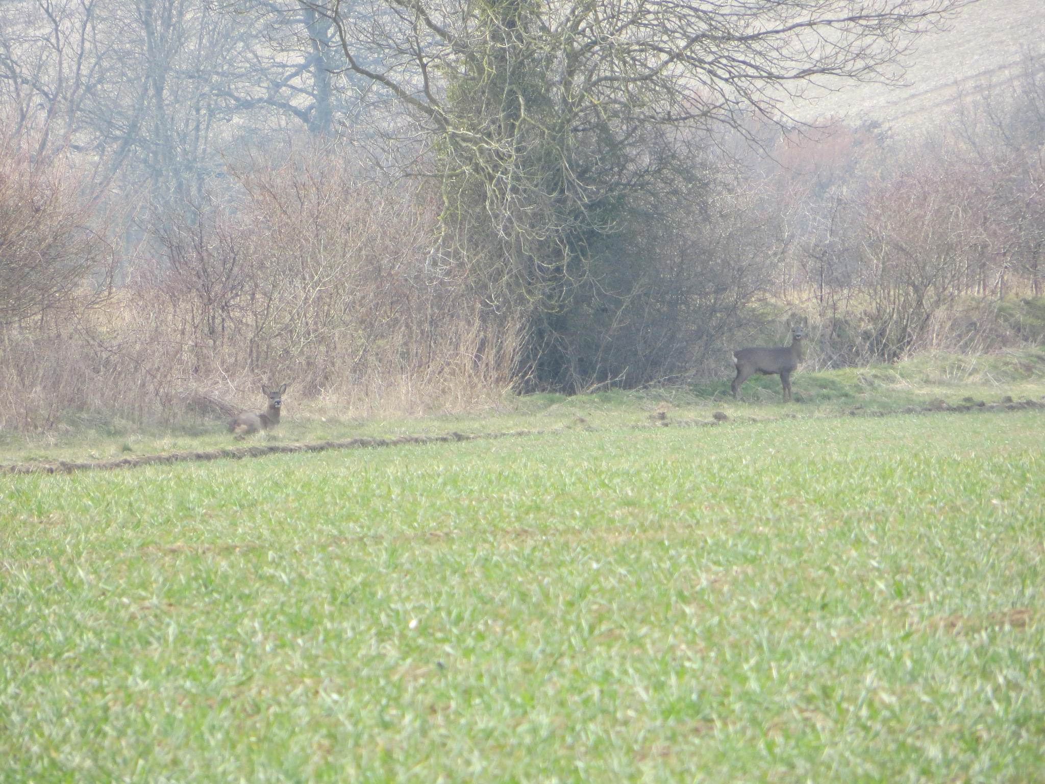 Roe Deer 010.jpg