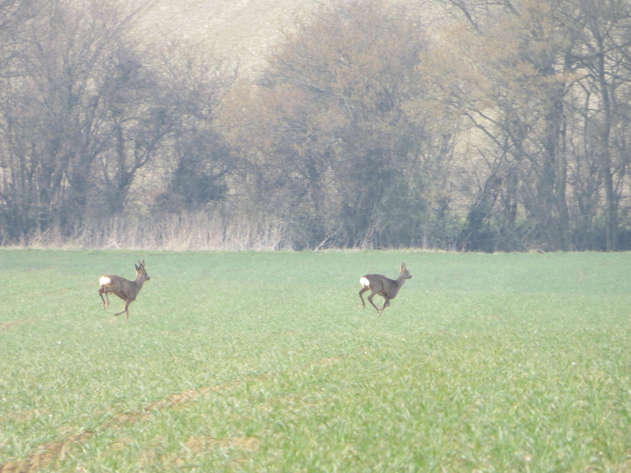 Roe Deer 013.jpg