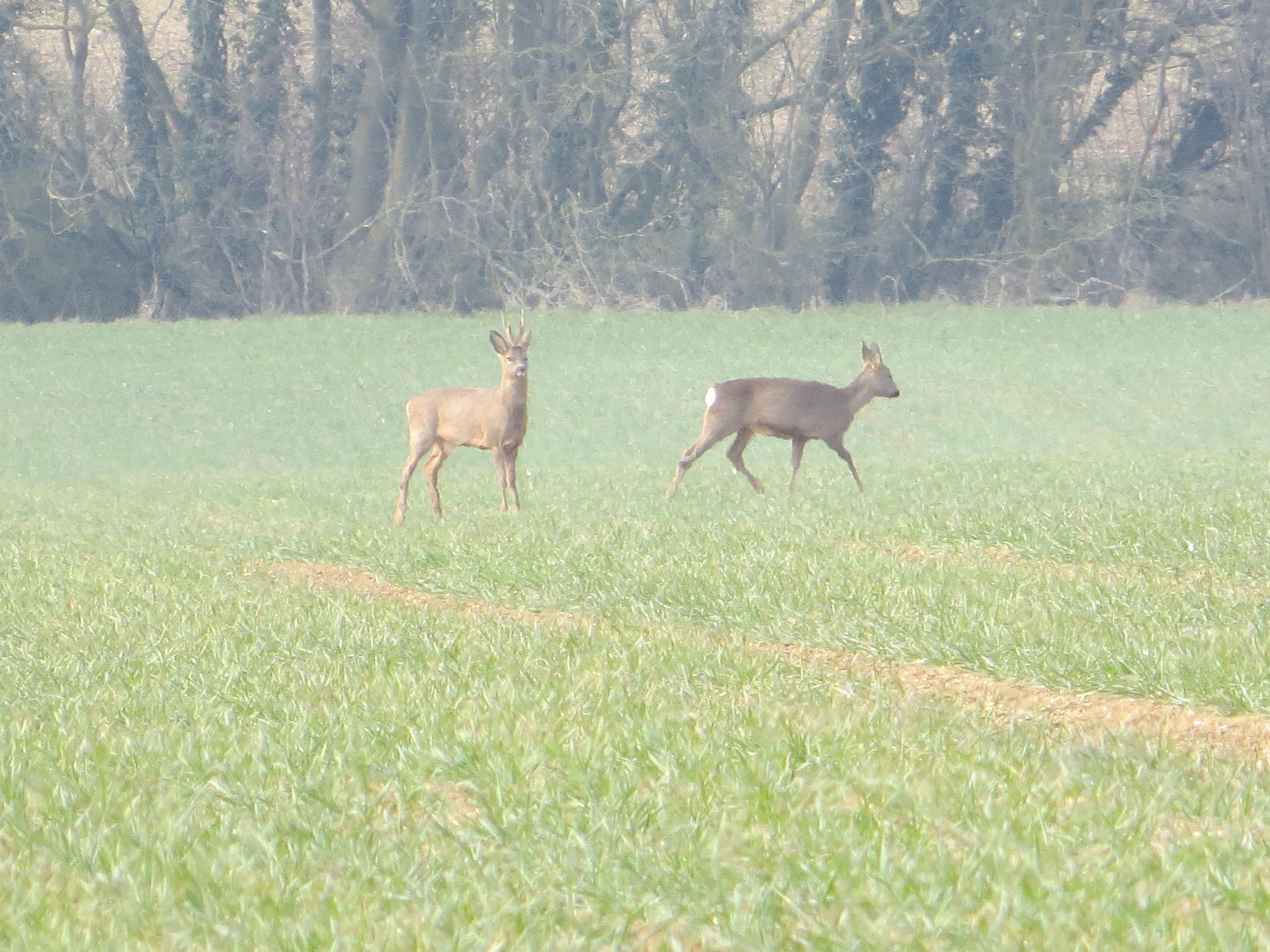 Roe Deer 014.jpg