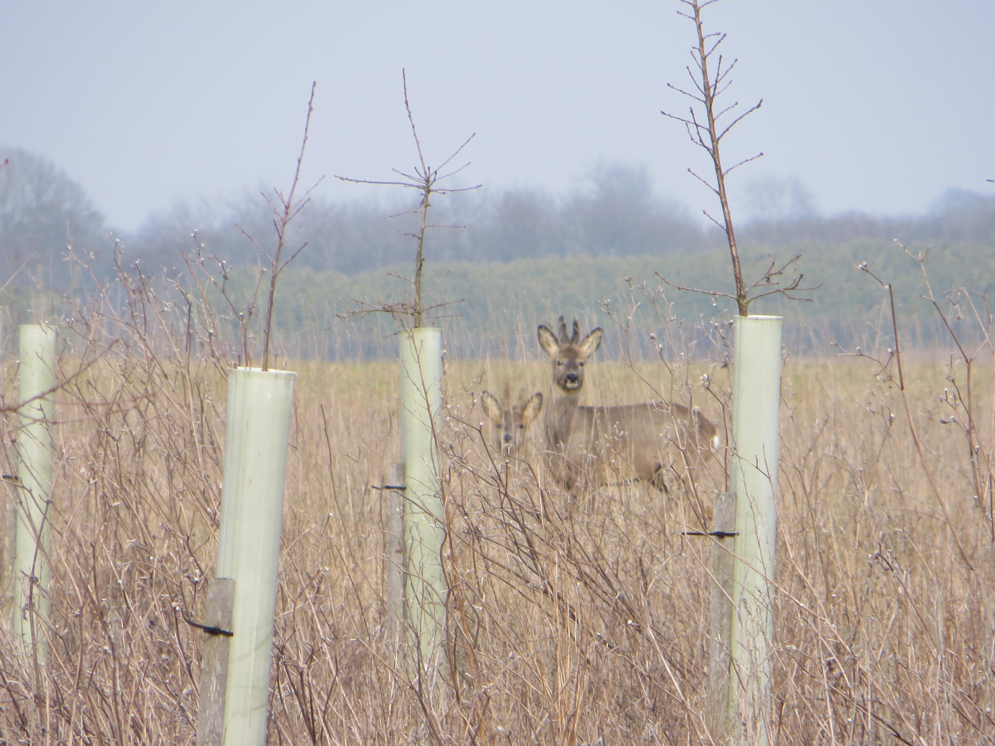 Roe Deer 018.jpg