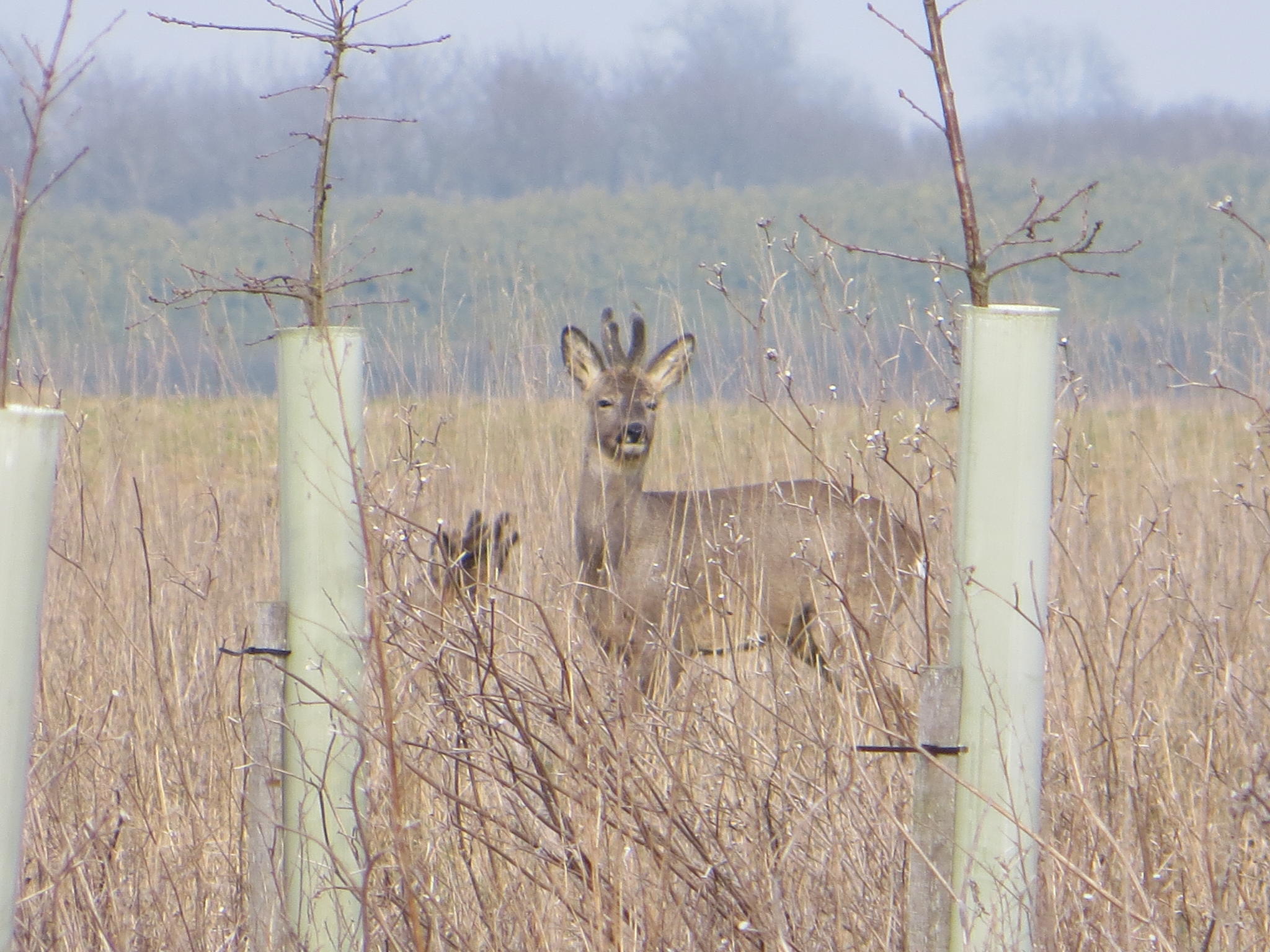 Roe Deer 019 (1).jpg