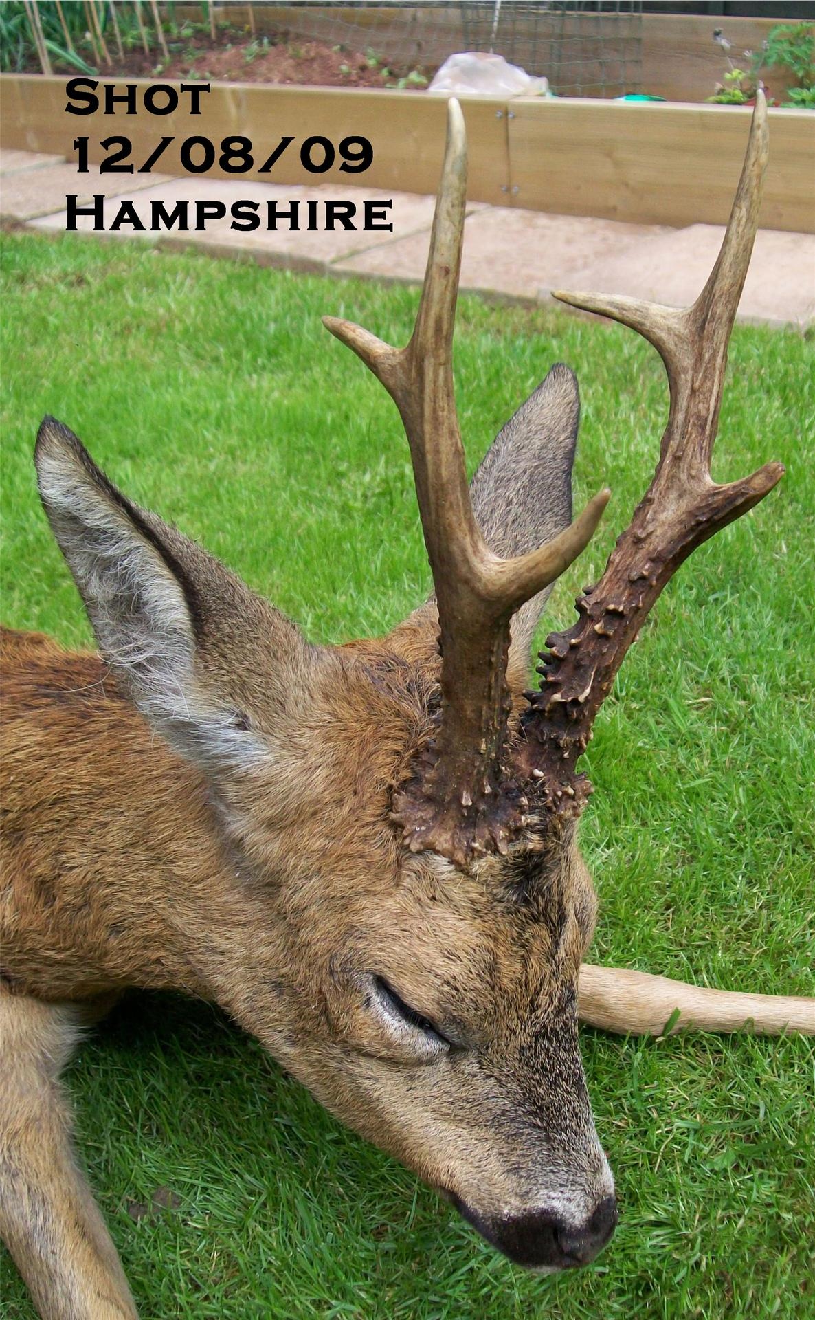 Roebuck head 12Aug09.jpg