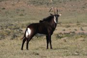 Sable_Antilope.jpg