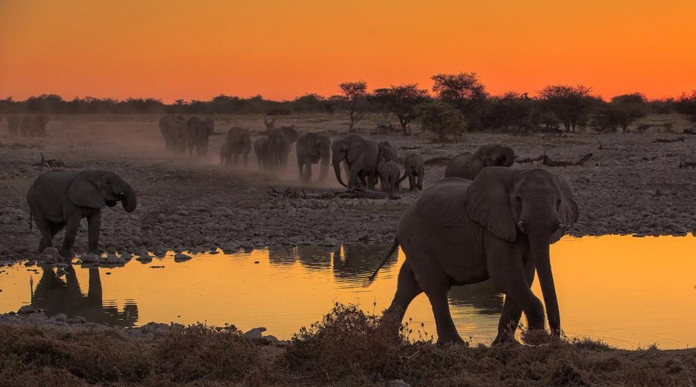 safari-by-night-elephant-at-etosha-park.jpg