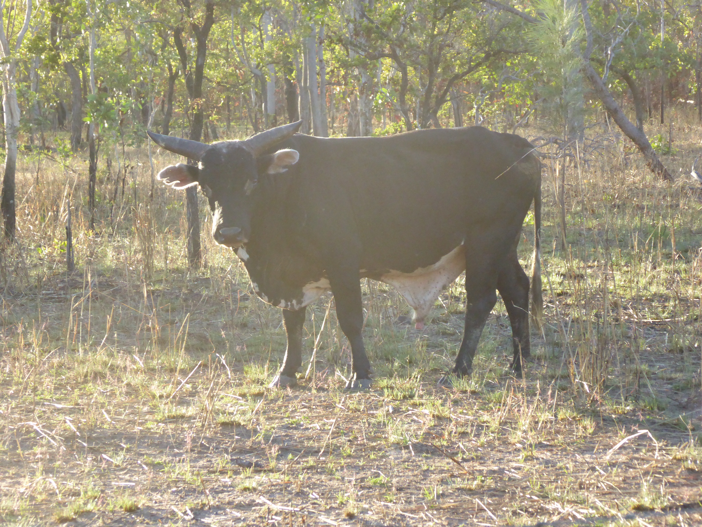 Scrub Bull Black - Hereford .JPG