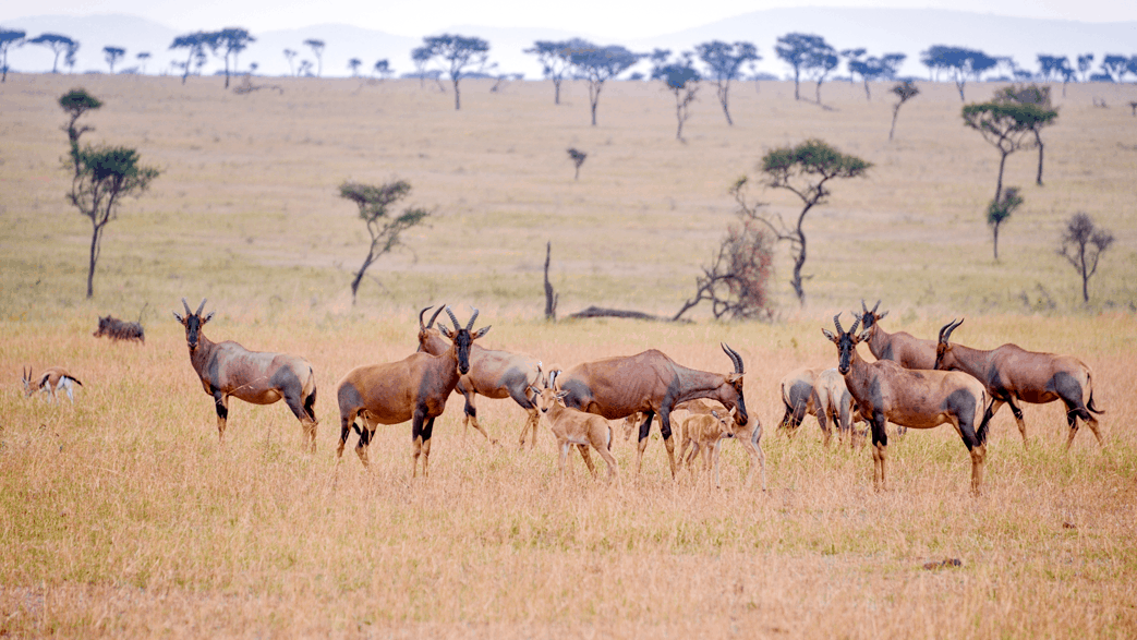 selous-game-reserve-img.png