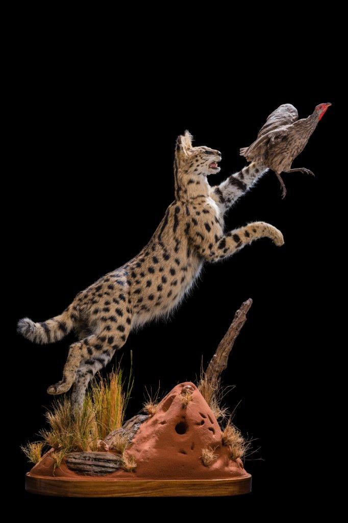 Serval Fullmount Combination with prey - HH190.jpg