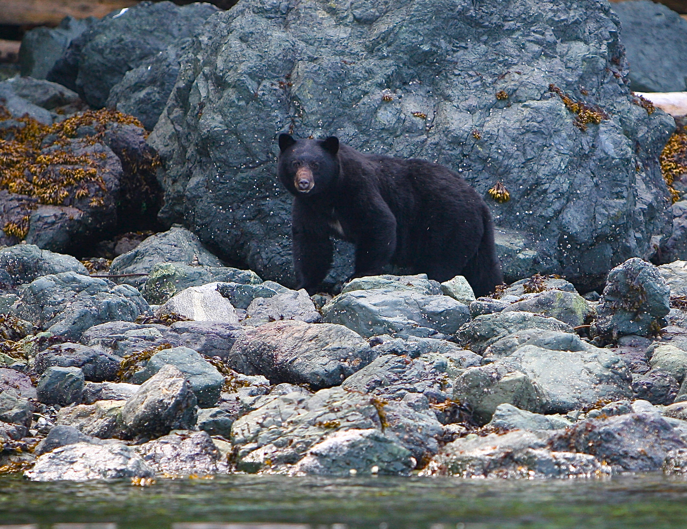 SHORE BEAR EDIT.jpg