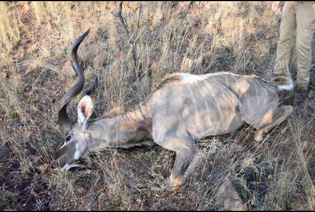 Sick Kudu Put Down.jpg