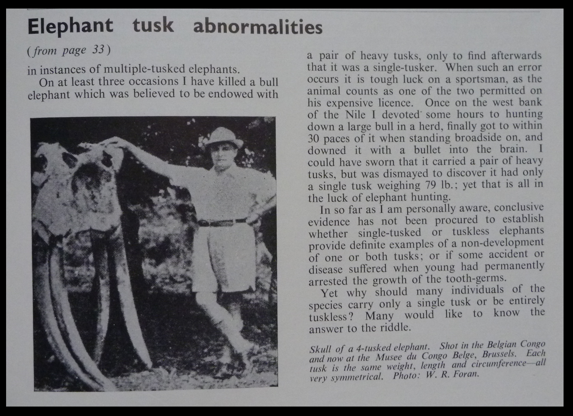 Singled Tusked & Tuskless Elephants - W.R.Foran #3.png