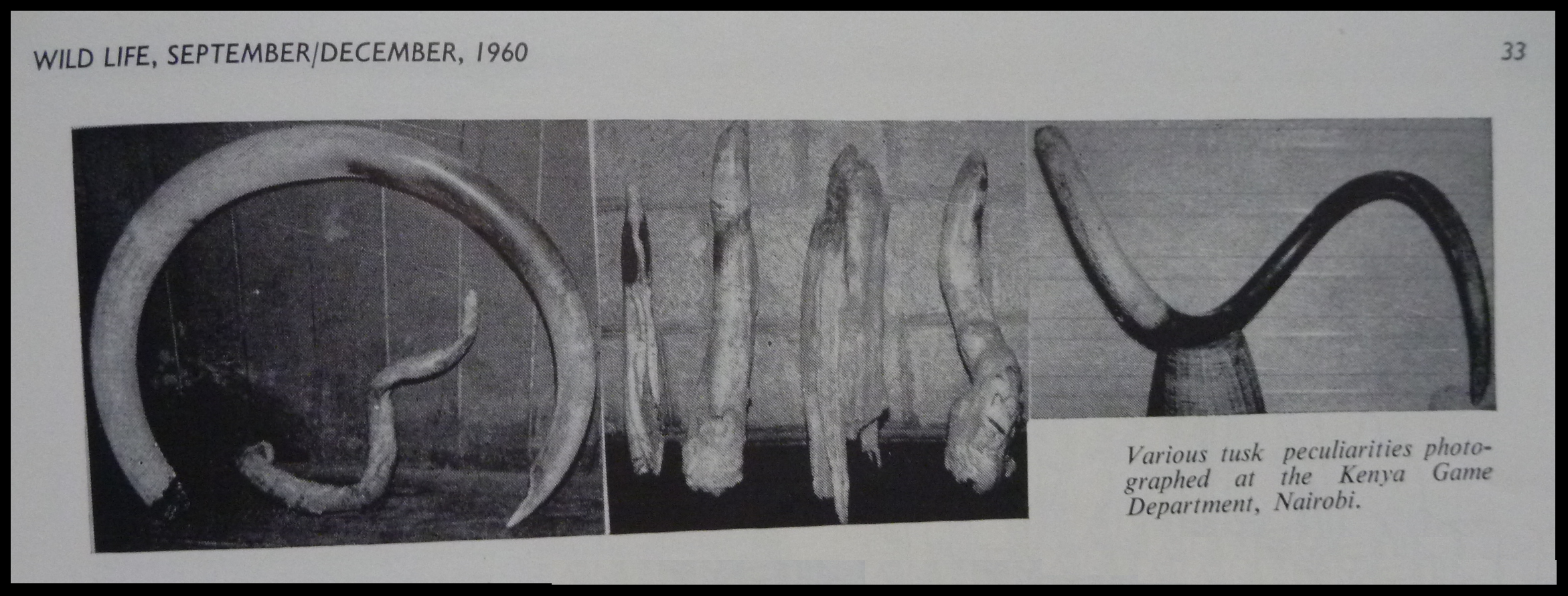 Singled Tusked & Tuskless Elephants - W.R.Foran #5.png