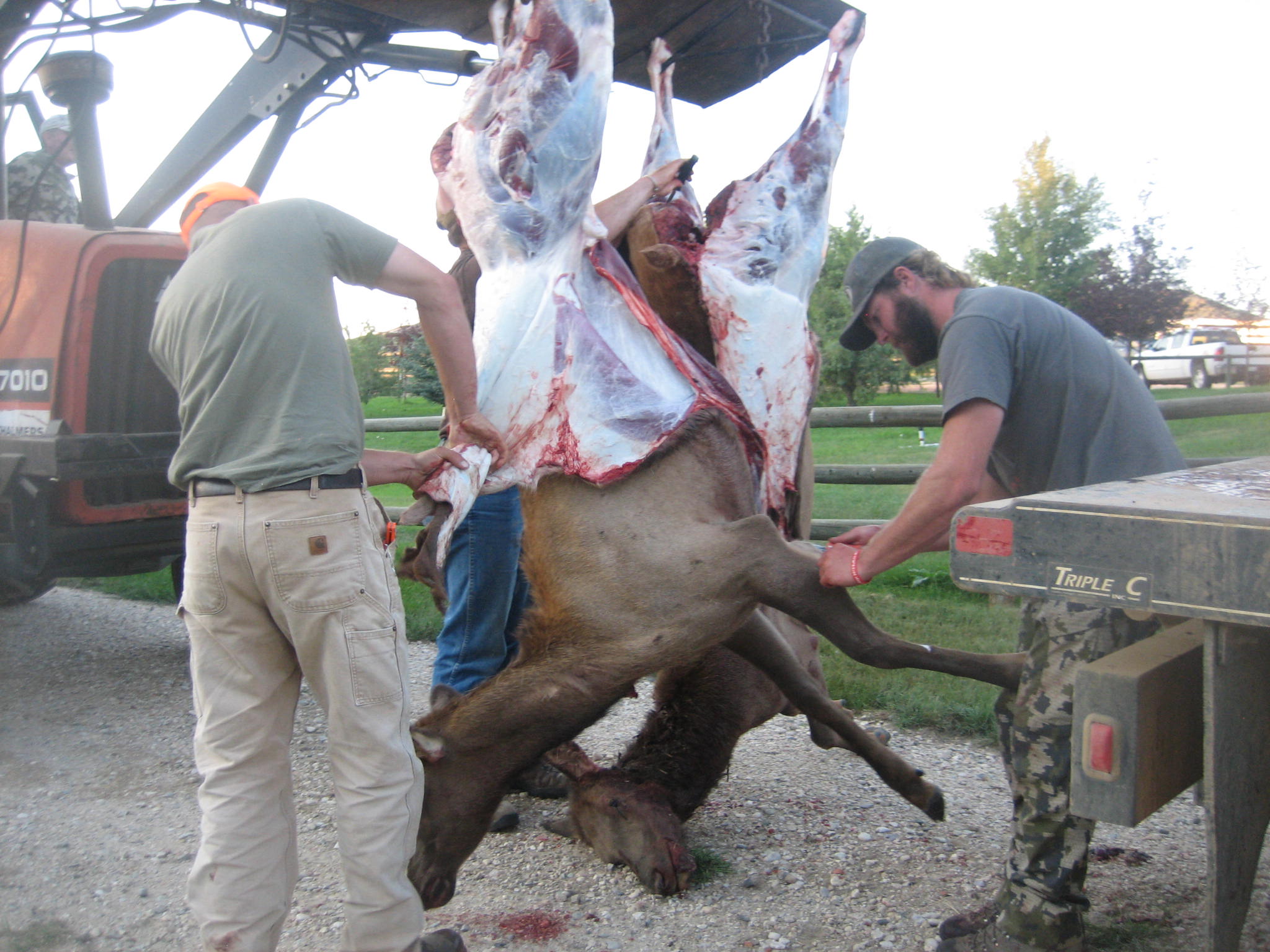 skinning elk.JPG