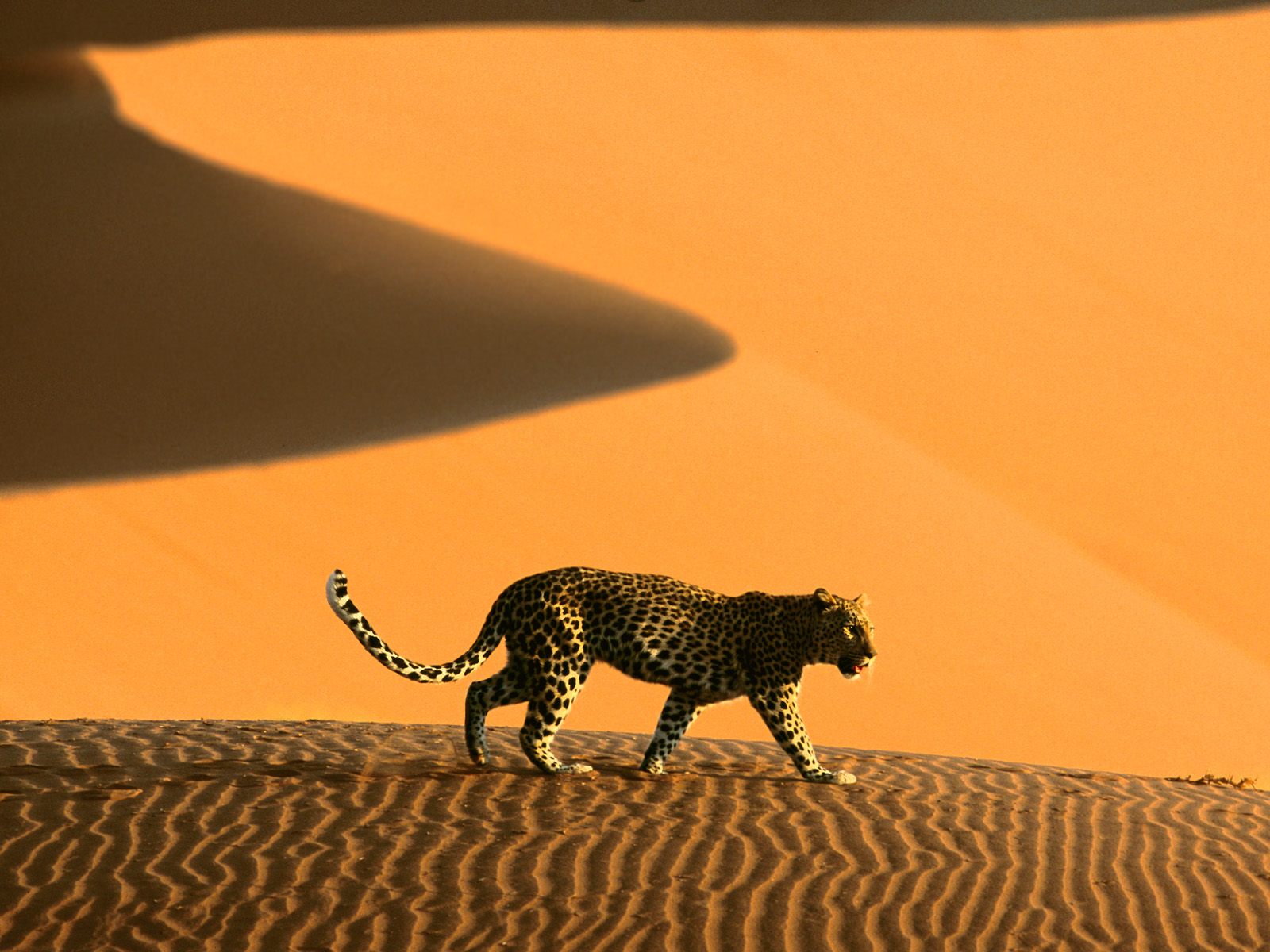 Sossusvlei_Namib_Desert_Namibia6.jpg