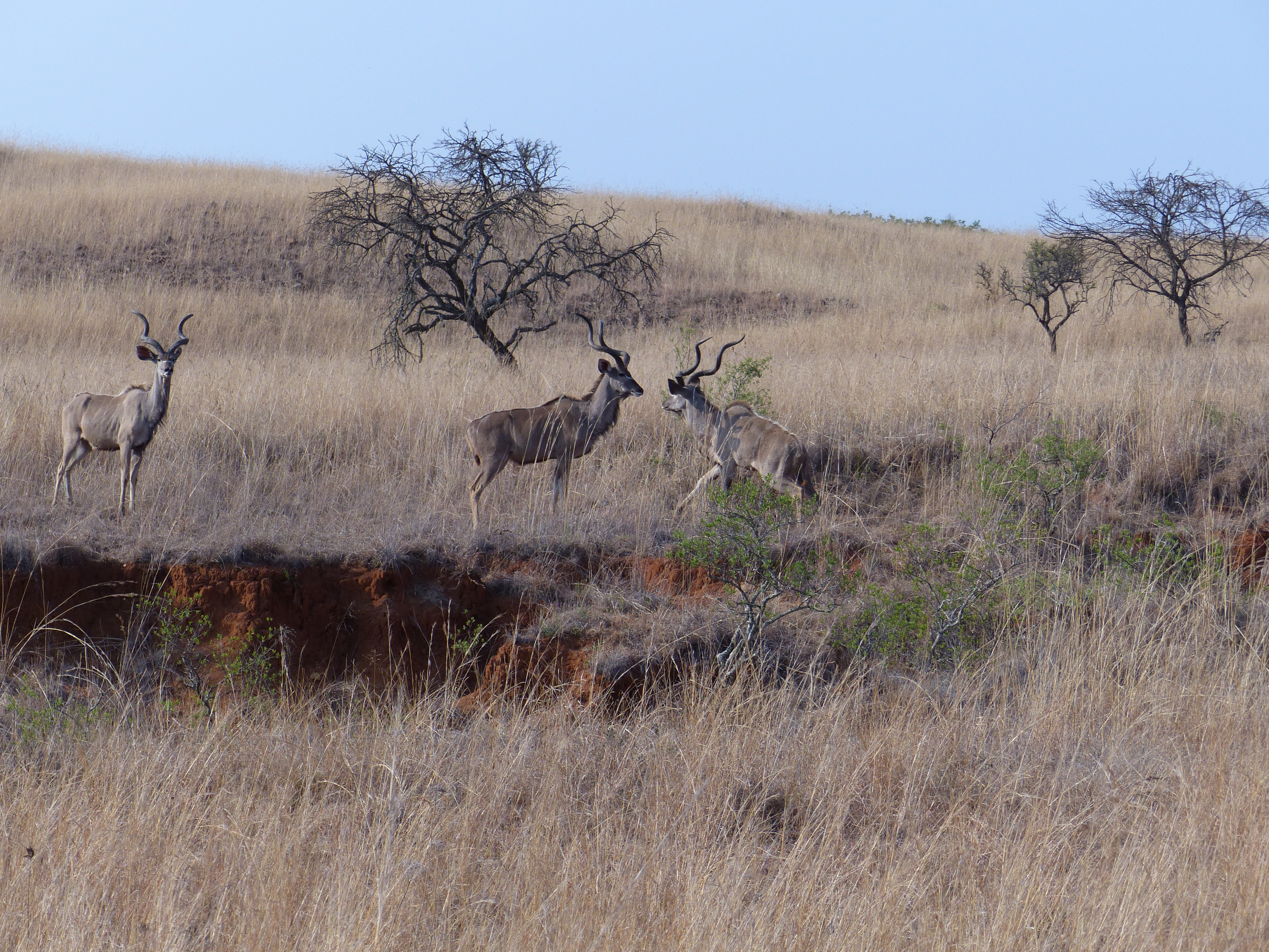 south africa 581.JPG