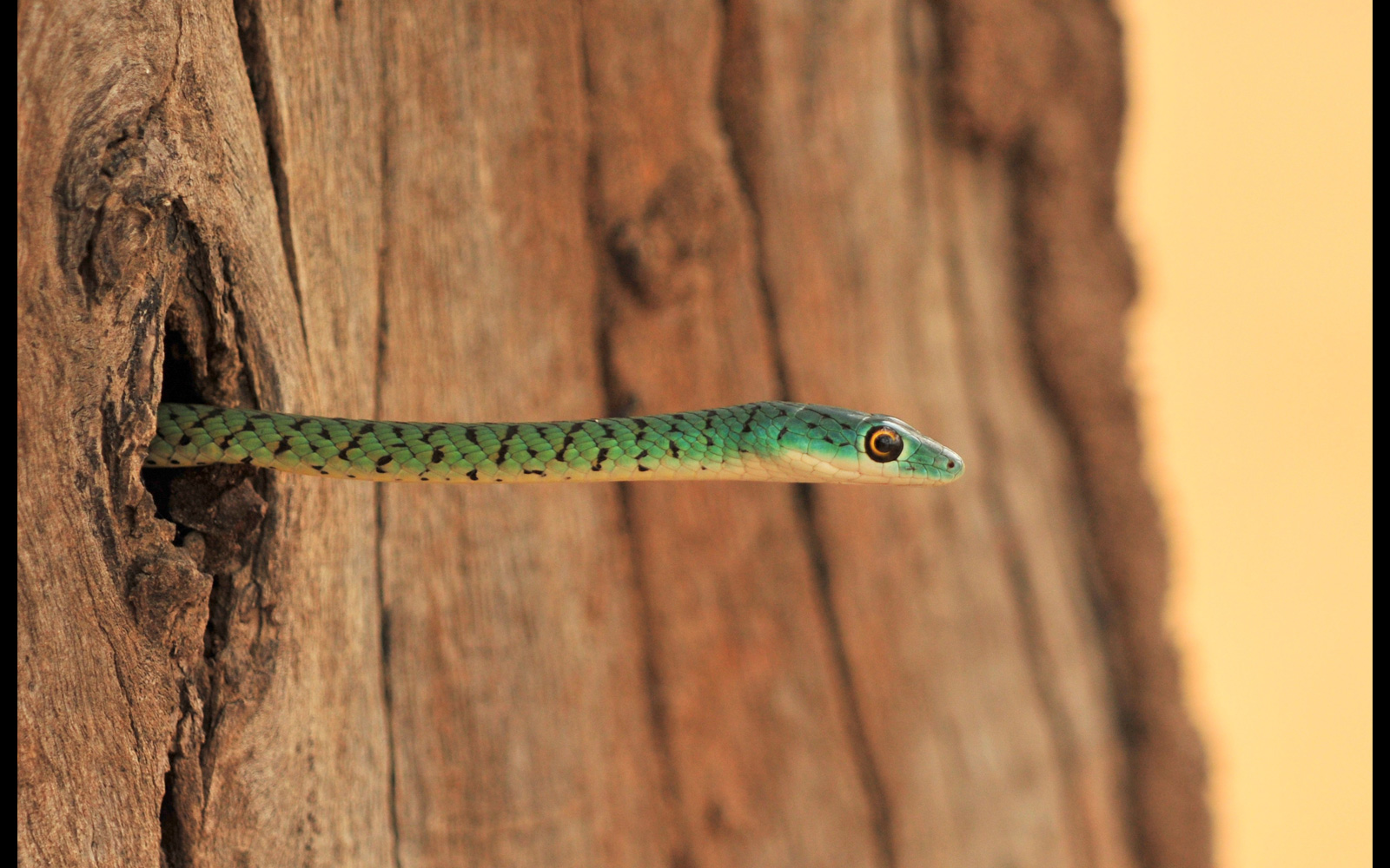 Spotted-bush-snake-South-Luangwa-Zambia-©-Karin-Tieche.jpg