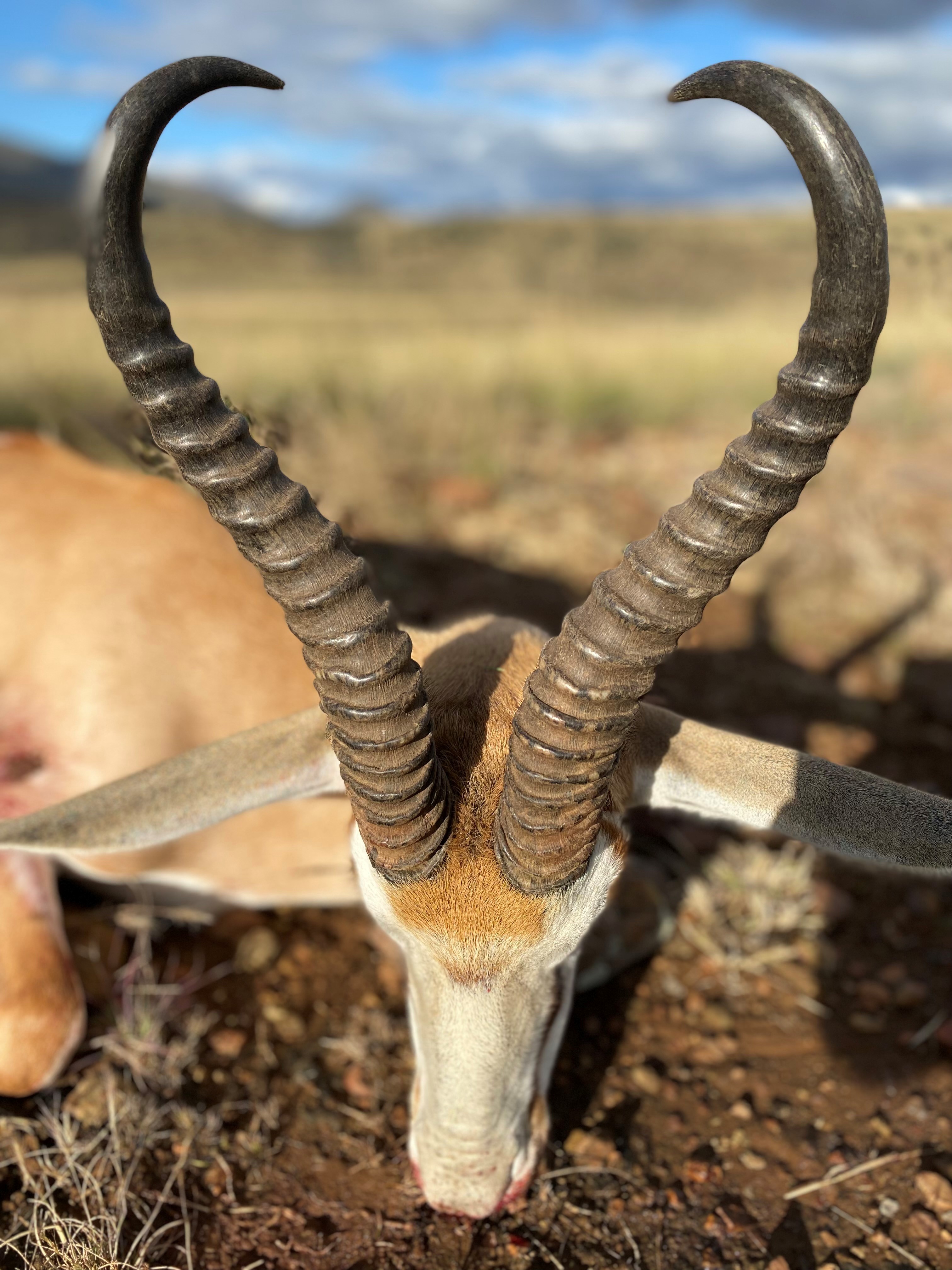 springbok 2.jpg