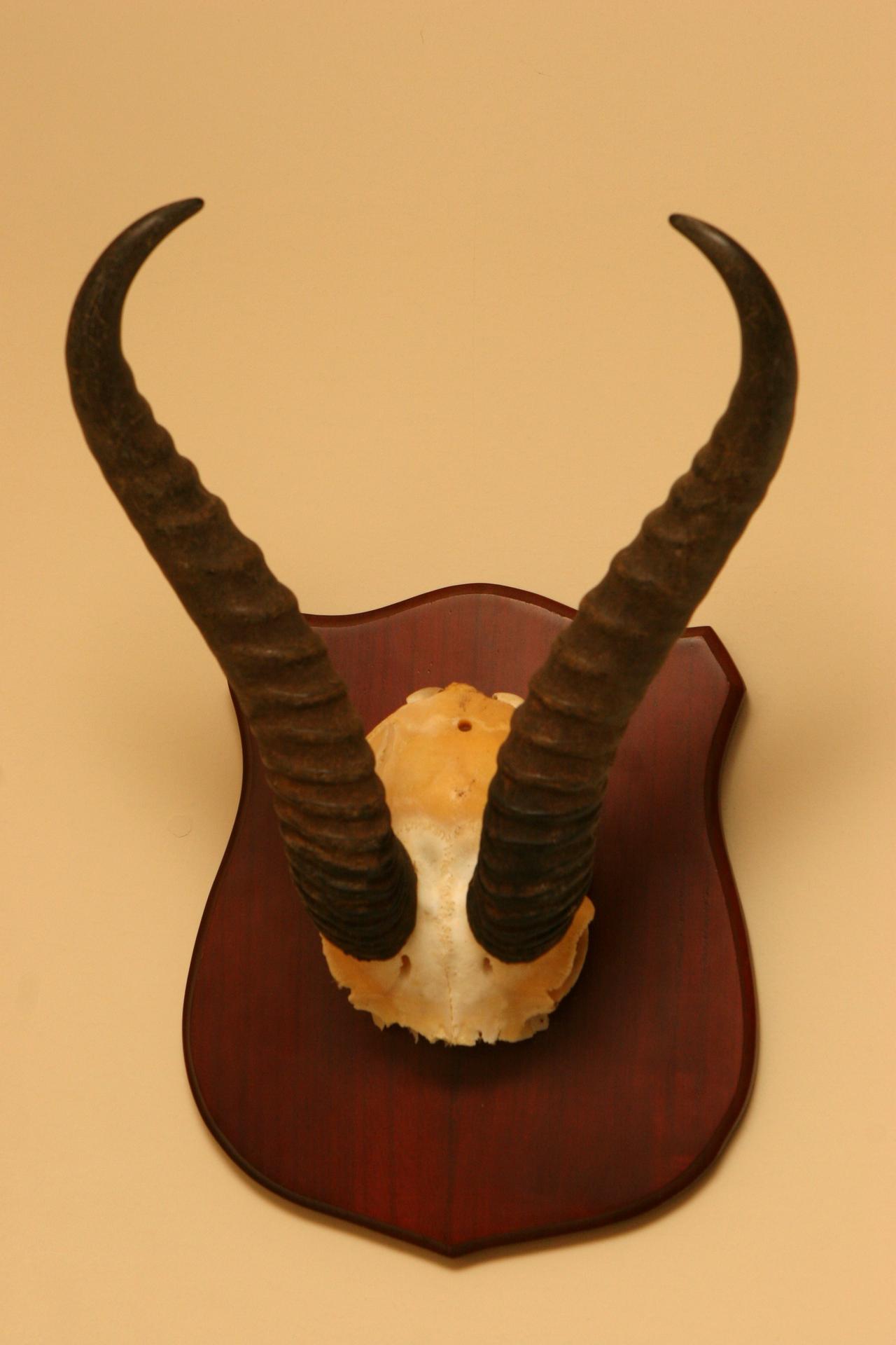 springbok taxidermy 002.jpg