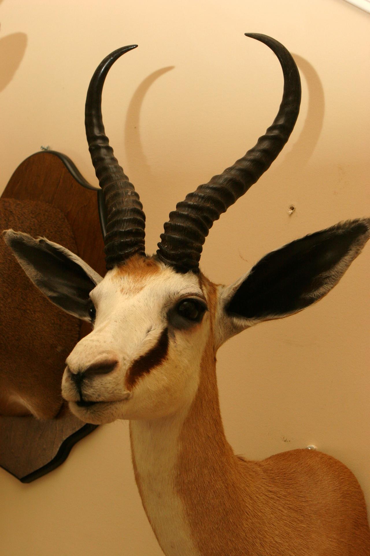 springbok taxidermy 005.jpg