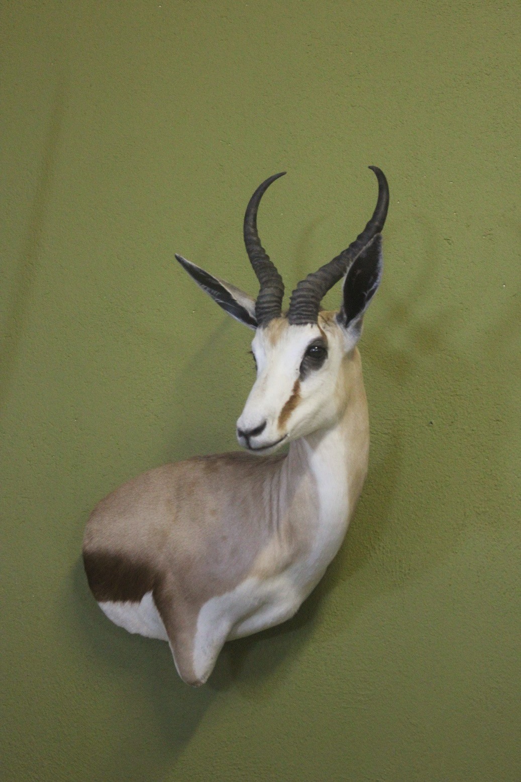 Springbuck 2.JPG