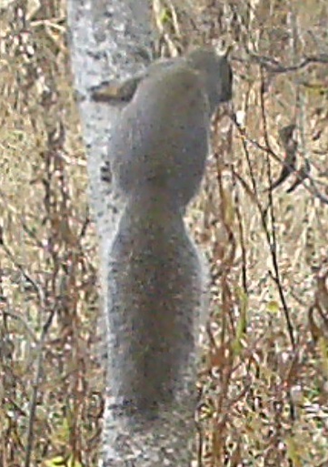 Squirrel.jpg