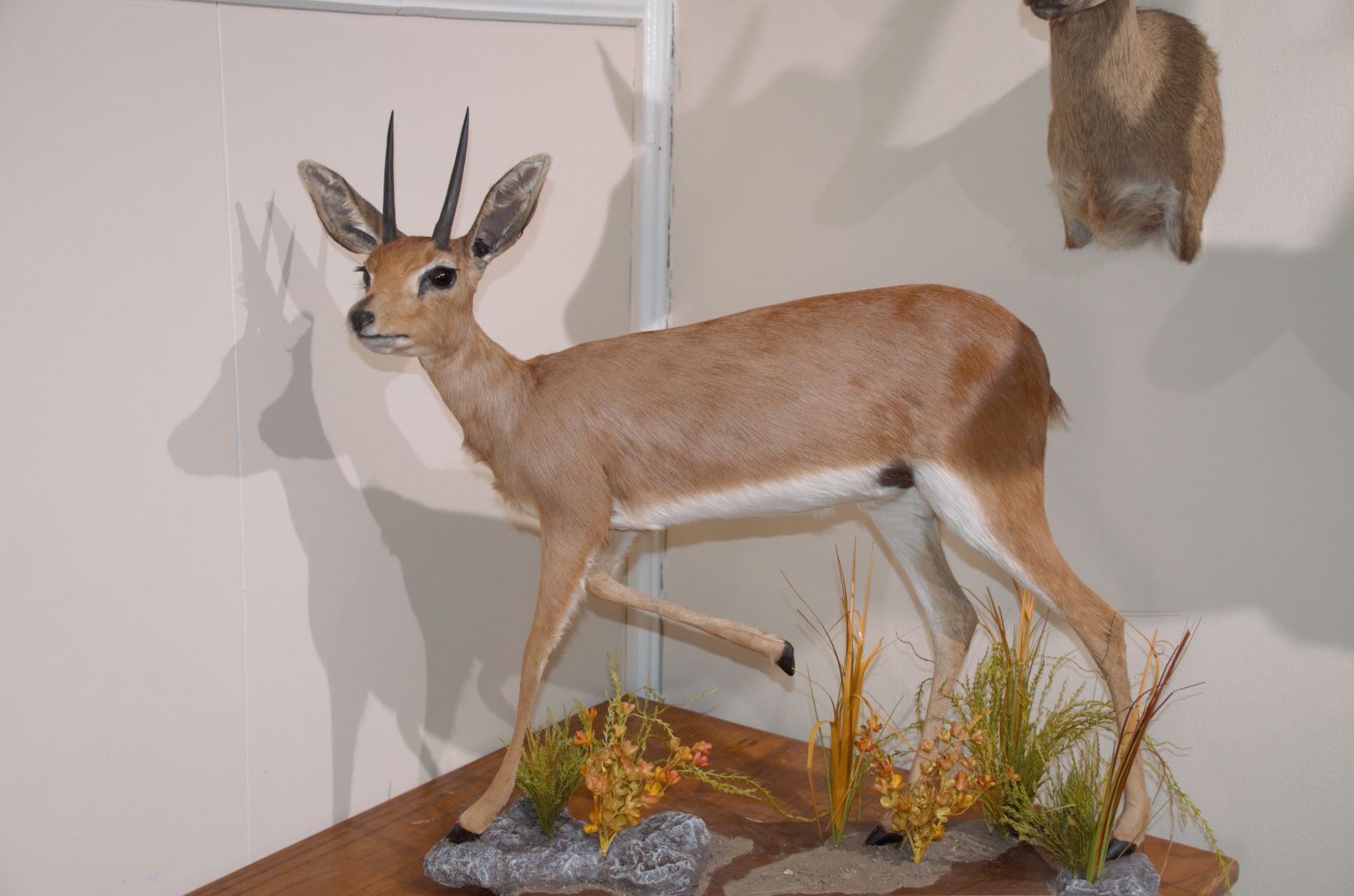 Steenbok full.jpg